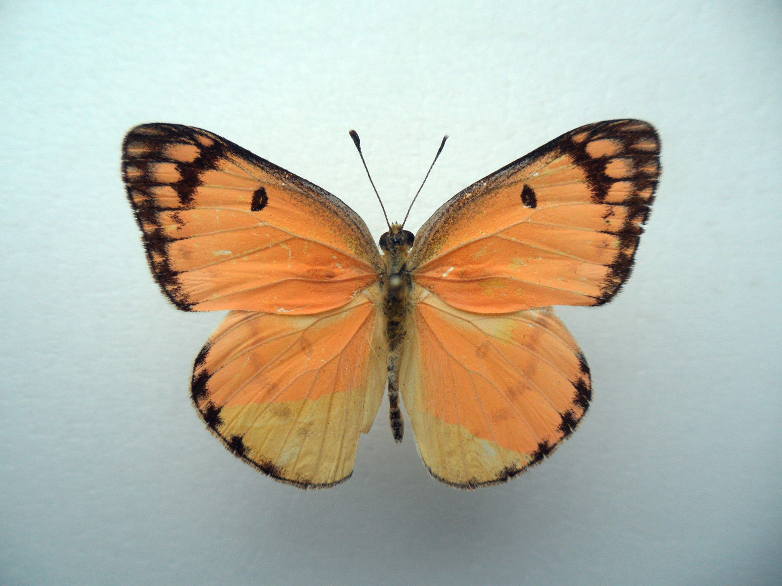 Colotis fausta male (mosaic gynandromorph) Internet Image property of respective owner, non-commercial use only